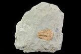 Cambrian (Kingaspidoides?) Trilobite - (Special Price) #73005-2
